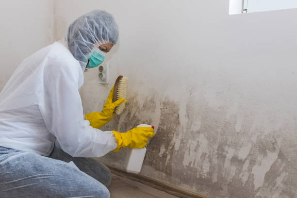 Mold Documentation for Insurance Claims in Mayfield, OH